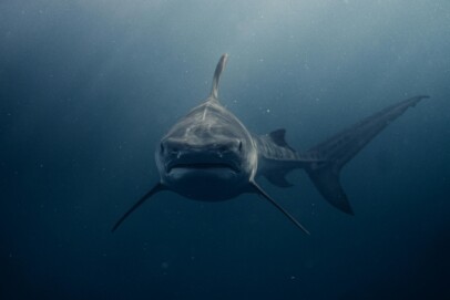 Endangered fishing