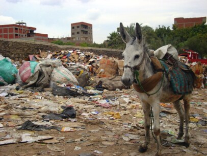 Donkey at Moqattam Hill in Cairo