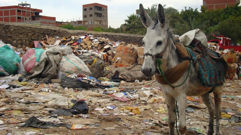 Donkey at Moqattam Hill in Cairo