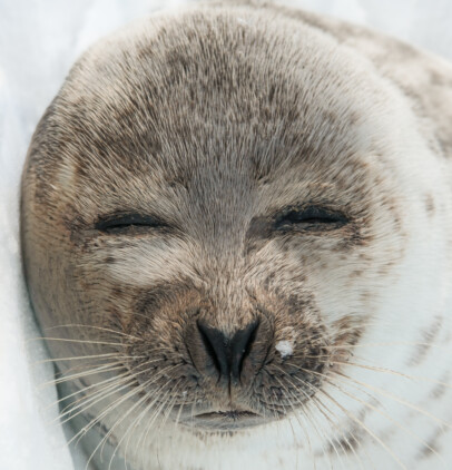 Harp Seal