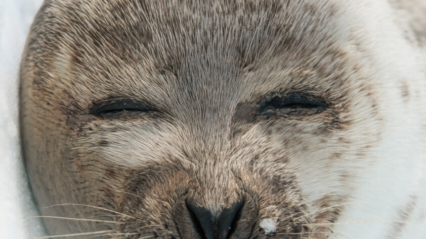 Harp Seal