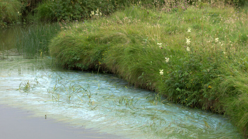 Blue green algae bloom