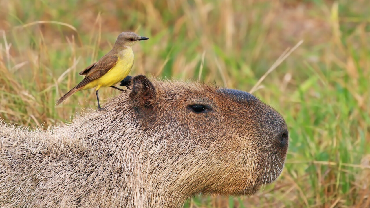 Capybara