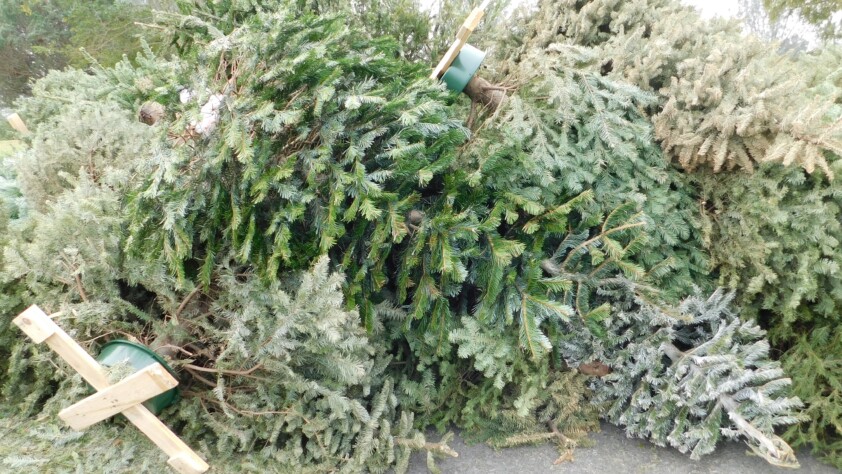 Christmas Tree Recycling