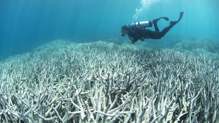 Coral Bleaching