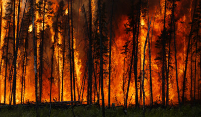 Forest Fires
