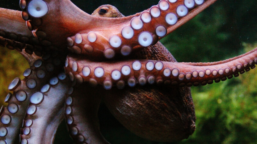 Octopus