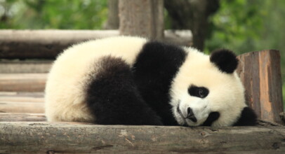 Giant Panda