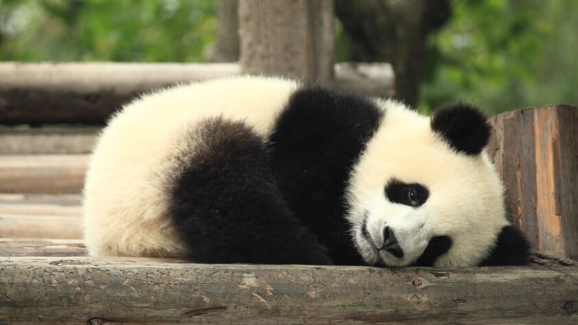 Giant Panda