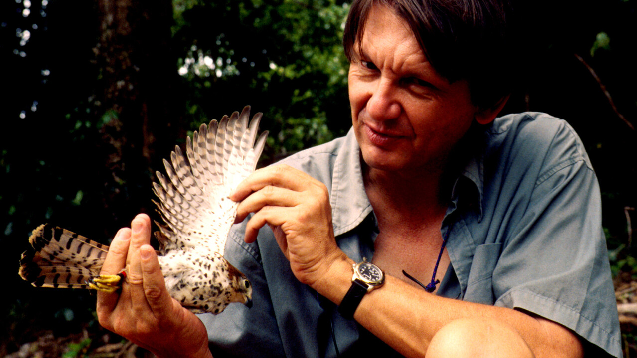 carl_jones-mauritius_kestrel