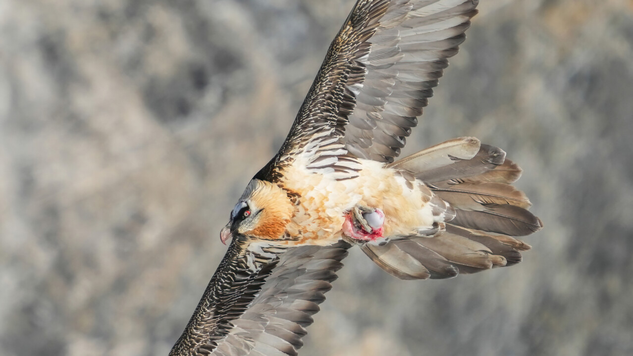 Wild Bearded Vulture (Photo_by_Giles_Laurent)