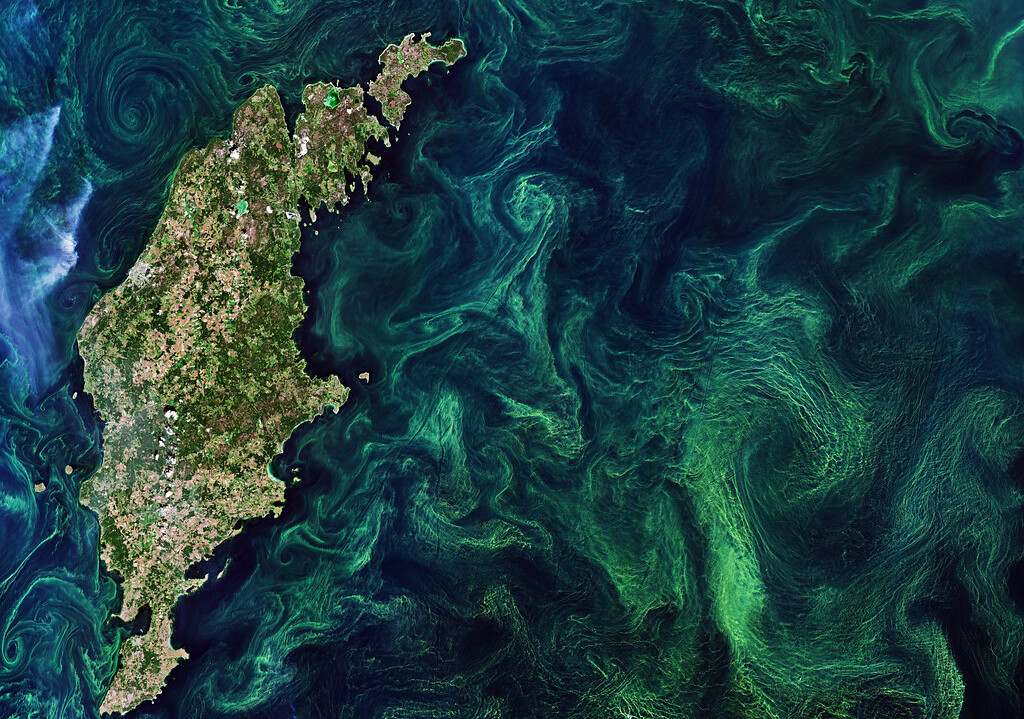 Baltic Algae Blooms