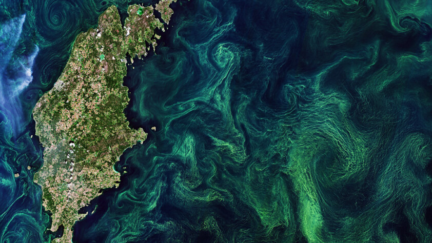 Baltic Algae Blooms