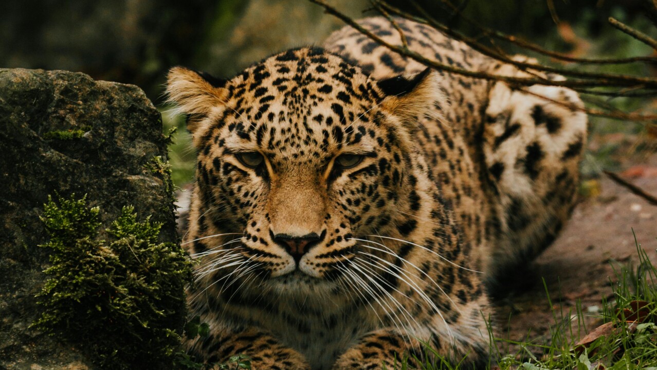Amur Leopard