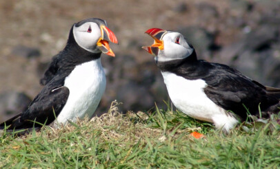 Atlantic Puffin in Scotland
