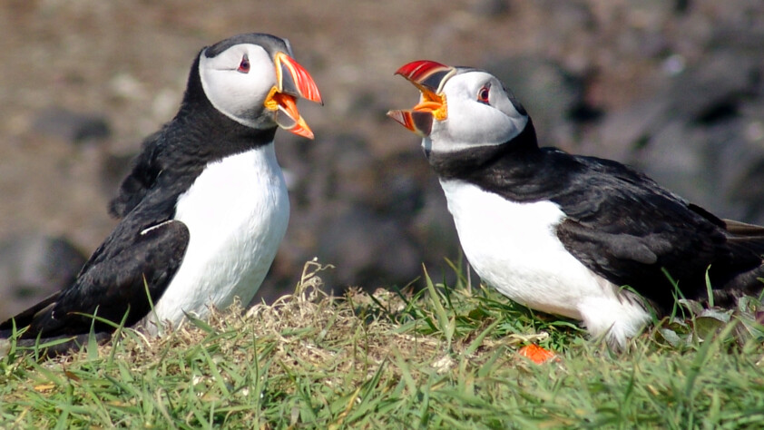 Atlantic Puffin in Scotland