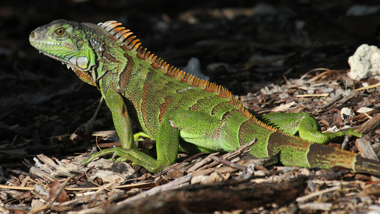 Green Iguana