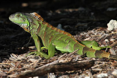 Green Iguana