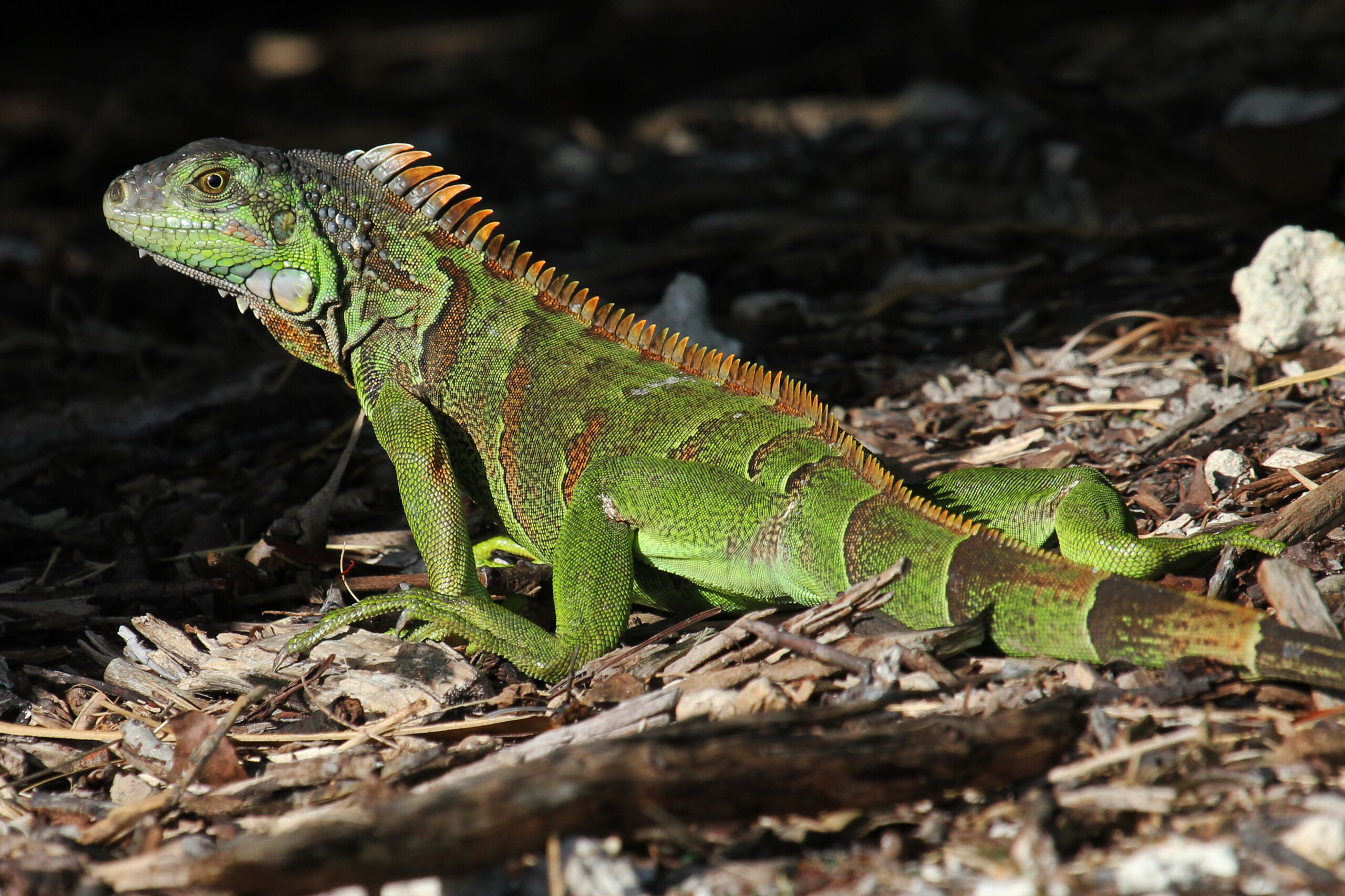 Florida Invasive Insects Florida Invasive Species Surge Threatens Climate and Ecosystems