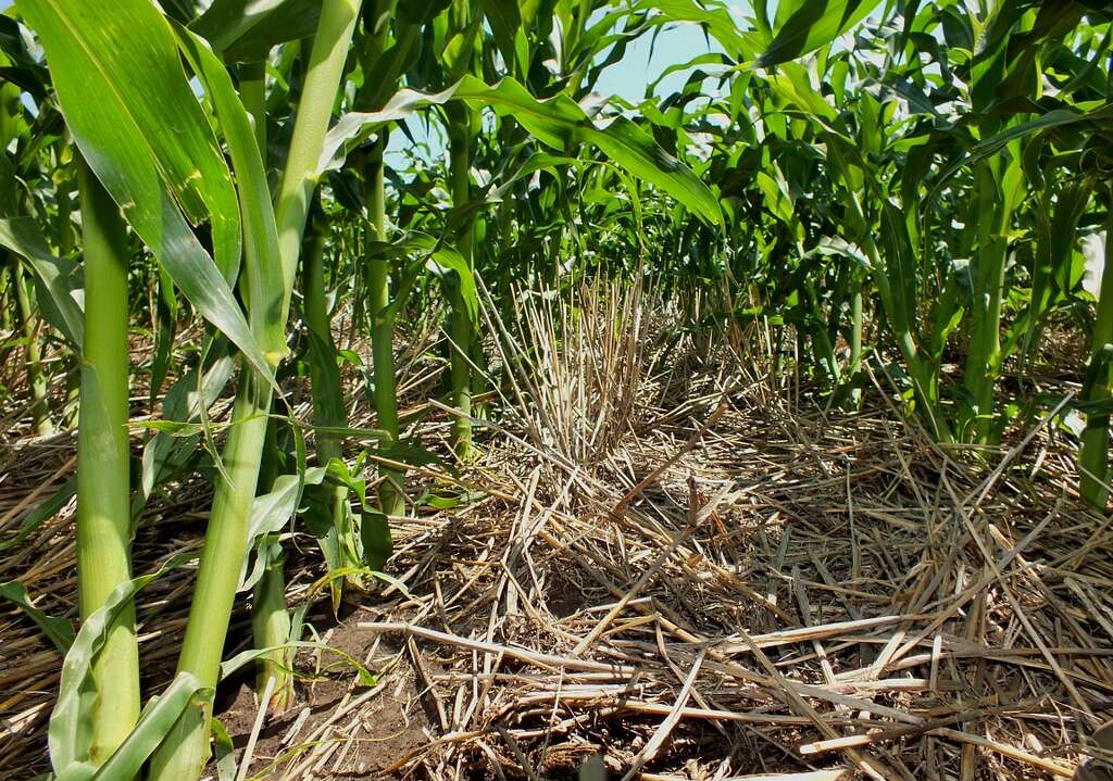No-till farming