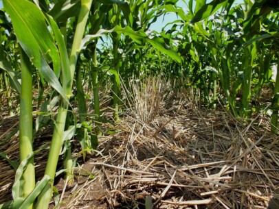 No-till farming