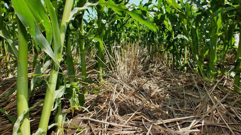 No-till farming