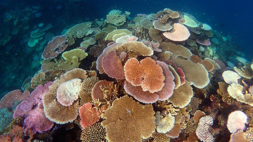 Reef Restoration