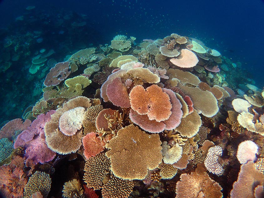 Reef Restoration
