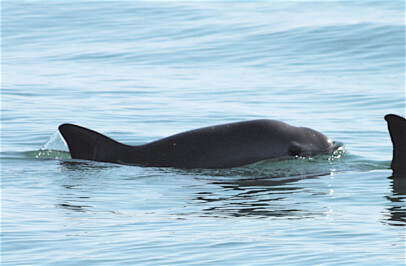 Vaquita Porpoise