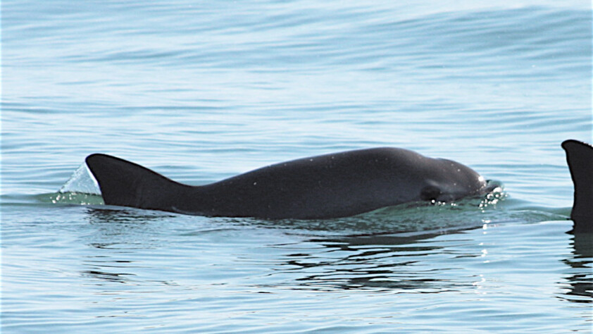 Vaquita Porpoise
