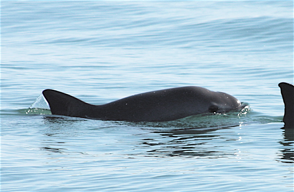 Vaquita Porpoise