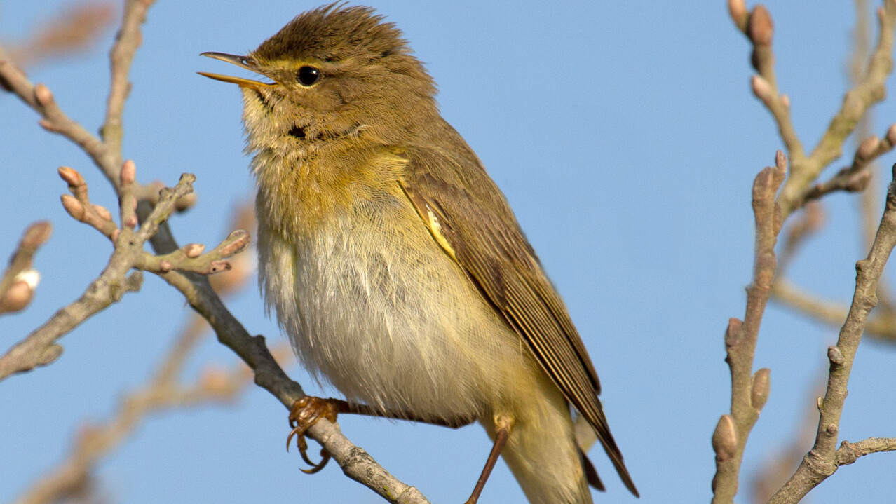 Willow Warbler Phylloscopus trochilus