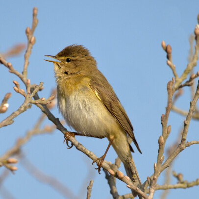 Willow Warbler Phylloscopus trochilus