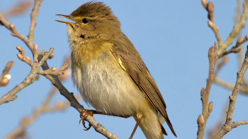 Willow Warbler Phylloscopus trochilus