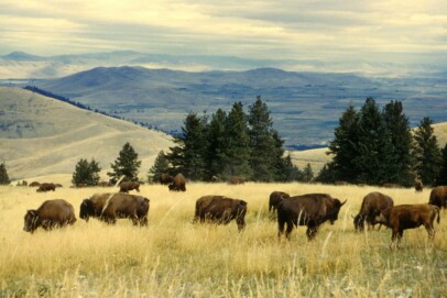 Bison Grazing