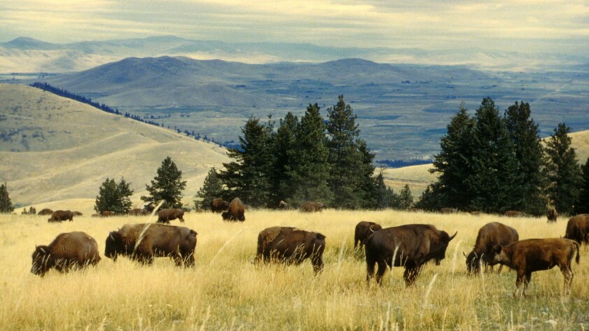 Bison Grazing