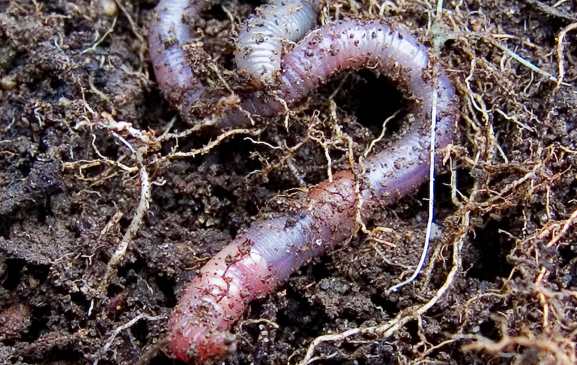 Earthworm