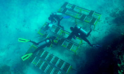 Lab grown baby corals