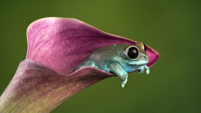 Ruby-eyed tree frog