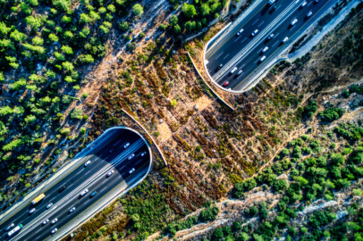 Wildlife Crossing A1 Israel Sept 202022_01