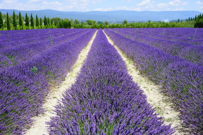 Lavender field - perennial farming
