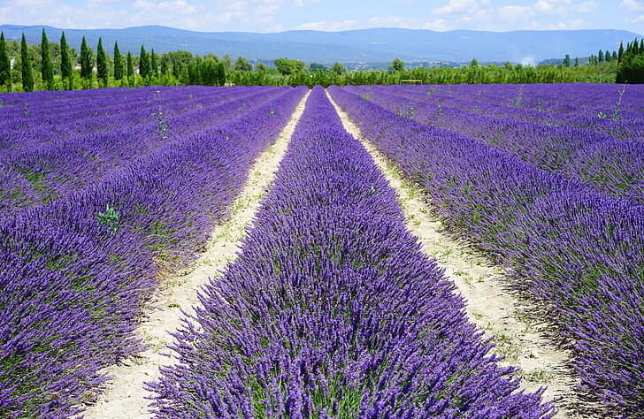 Lavender field - perennial farming