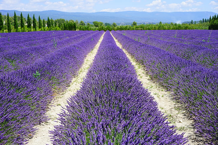 Lavender field - perennial farming
