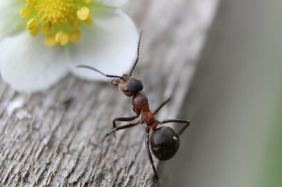 Black Ant