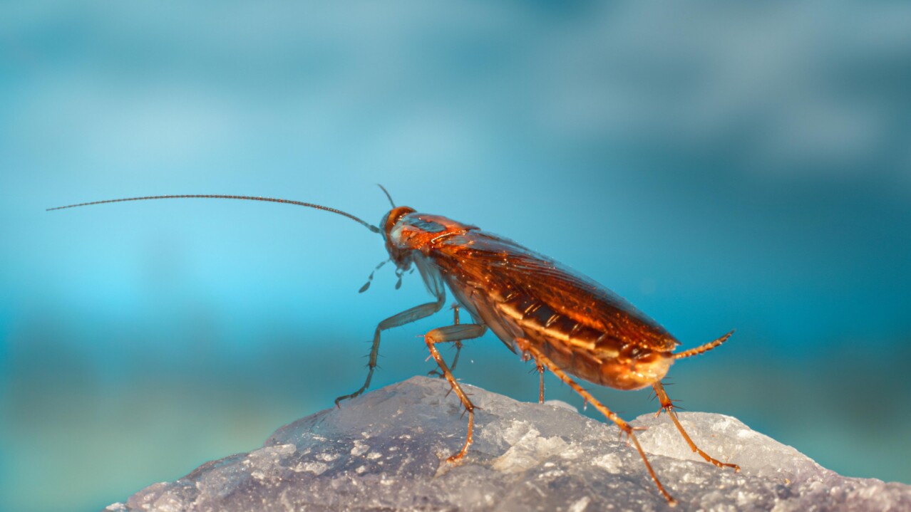Cockroach