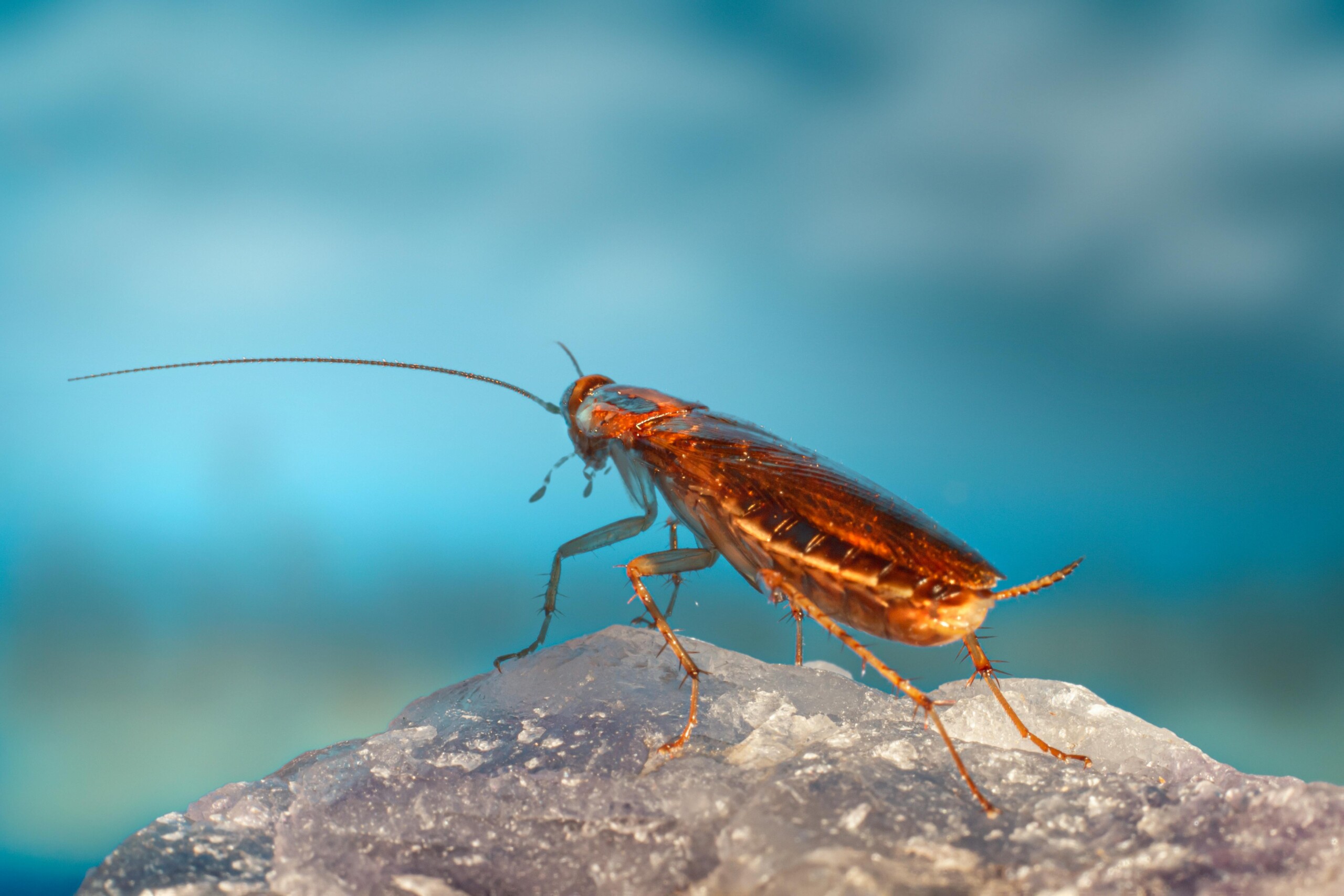 Cockroaches May Hold the Key to Turning Plastic Waste Into Fuel