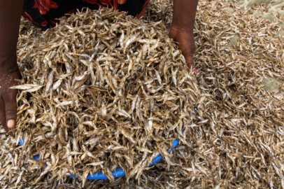 Drying Omena in Lake Victoria, Kenya
