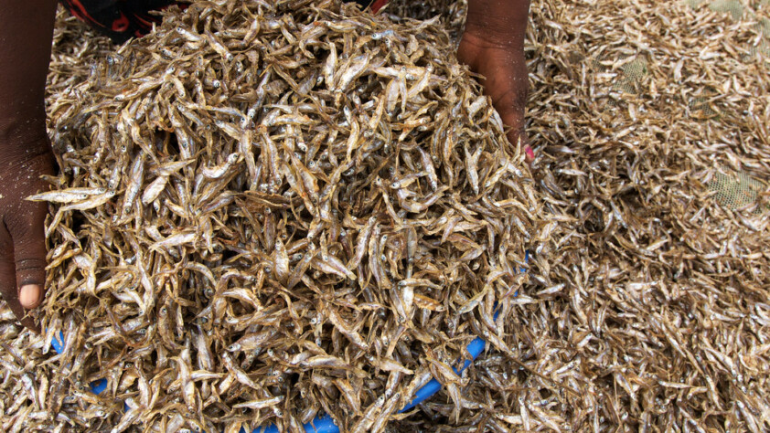 Drying Omena in Lake Victoria, Kenya