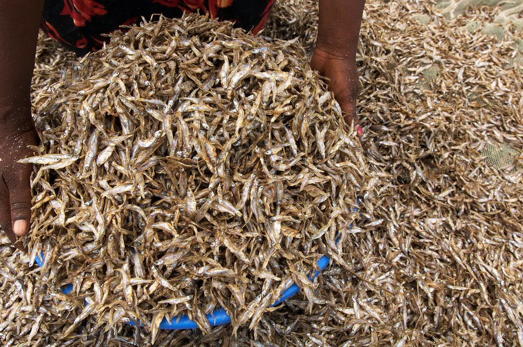 Drying Omena in Lake Victoria, Kenya
