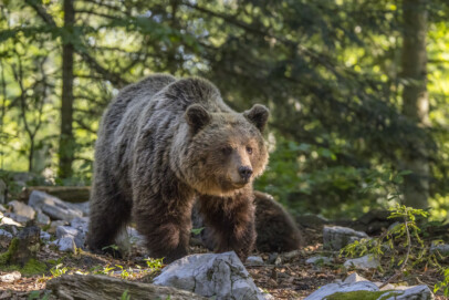 Eurasian brown bear (Ursus_arctos_arctos)_female